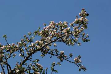 White and pink buds and blossoms of apple tree flowering in on orchard in spring. Branches full with flowers eith open petals. Seasonal and floral spring scenery