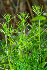 Herb Galium aparine cleavers on a summer meadow. Yellow flowers among grass sunshine. Summer natural background.