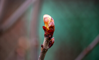 Horse chestnut bud. Blooming tree buds close up. The process of flowering and growth in spring. Soft focus.