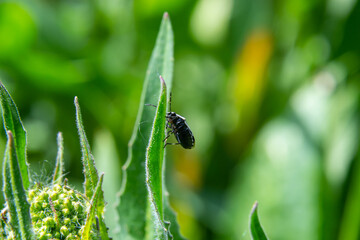 Cabbage bug, brassica shieldbug, Eurydema oleracea, of the family Pentatomidae on a leaf in a garden. Spring, May
