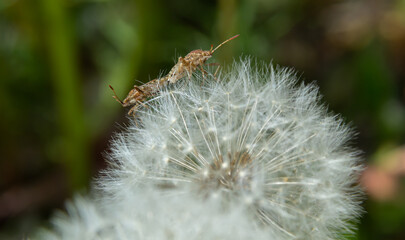 Cabbage bug, brassica shieldbug, Eurydema oleracea, of the family Pentatomidae on a leaf in a garden. Spring, May