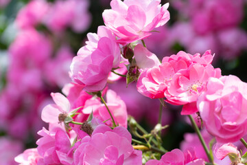 満開のピンクのバラの花