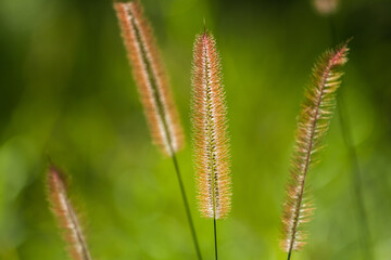 Close up of reed grass