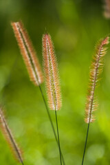 Close up of reed grass