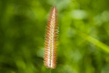 Close up of reed grass