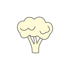 Cauliflower vegetable in color, isolated on white background 