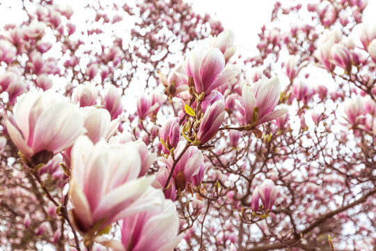 Spring floral background, beautiful bloomed light, pink magnolia flowers in a soft light, selective focus, nature concept