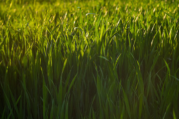 Green grass background. Green grass with bokeh.