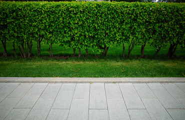Line of green garden bushes background