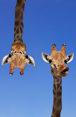 Naklejka premium Two giraffes with blue sky as background color. Giraffe, head and face against a blue sky without clouds with copy space. Giraffa camelopardalis. Funny giraffe portrait. Vertical photography.
