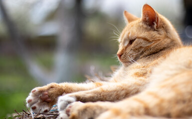 Close-up of a red domestic cat resting peacefully in the hay on a warm summer day. A funny orange striped cat basks in the sun. A cute pet is basking under the spring sun on dry grass. copy space.