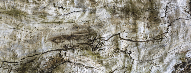  Abstrakcyjne naturalne tło tekstury starego spróchniałego pnia drzewa.
 - obrazy, fototapety, plakaty