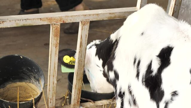 Farmer feeding baby animal calf with milk from bucket