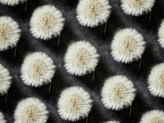 Pattern of fluffy dandelions on a black concrete background. Blowball.
