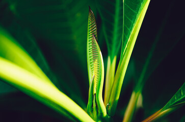 greenery around the house