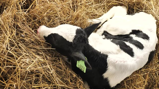 Calf lying on hay in cowshed on dairy farm, mooing , with sound