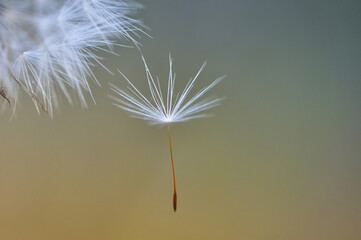 Dandelion down close up. Blurred background with space for text.
