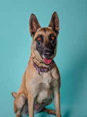 Malinois breed dog looking at the camera with raised ears in front of a blue background.