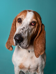 Spanish bloodhound looking at camera in front of blue background - obrazy, fototapety, plakaty