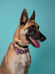 Malinois breed dog side face with raised ears in front of a blue background
