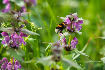 bees, blume, insecta, natur, makro, blütenstaub, fliege