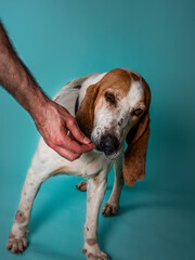 Spanish bloodhound smelling a snack in front of a blue background - obrazy, fototapety, plakaty