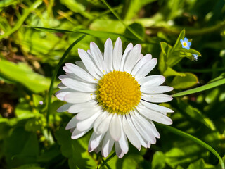white daisy flower on green grass background