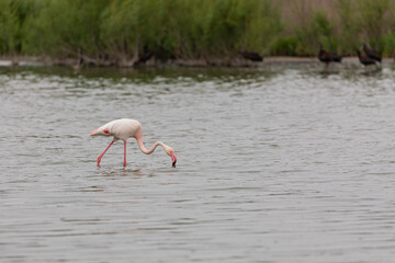 Pink flamingo, fishing in a lagoon, horizontal