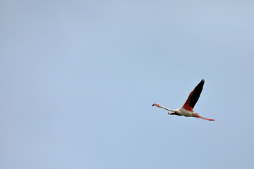 Pink flamingo flies in blue sky, freedom, leap of faith, copy space, joy, energy