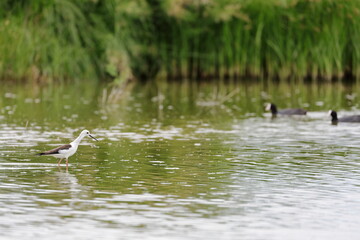 Black-winged Stilt (Himantopus himantopus) walking in the lagoon