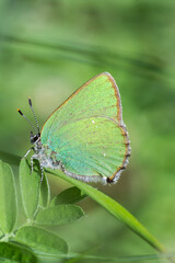 Motyl zieleńczyk ostrężyniec na zielonym tle