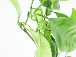 葉っぱの陰から出てきたアゲハ蝶の幼虫