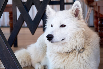 White domesticated arctic wolf lying down and resting on the floor.