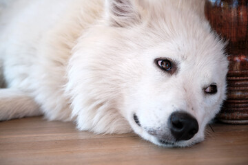 White domesticated arctic wolf lying down and resting on the floor.