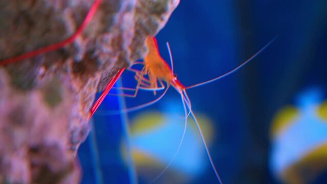 Vertical shot, slow close-up zoom in on red and orange salt water aquarium cleaner shrimp crawling and walking on the stone, moving limbs and white antennae, sea fish swim in the background.