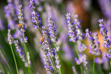 pollinator bee on lavender flower, provence, france
