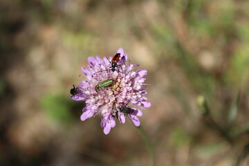 Coleotteri su Scabiosa atropurpurea.