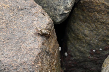 岩場を歩くカニ