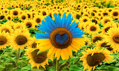 Fototapeta premium Sunflower in field colorized to resemble the Ukraine flag