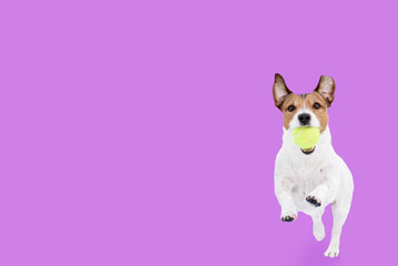 Funny dog playing and running towards camera retrieves tennis ball on solid color background