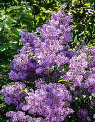 Obraz premium Spring flowering of pink-purple lilac bushes of Syringa microphylla on blurred background of greenery of spring garden. Close-up. Spring landscape garden. Nature concept for design. Selective focus.