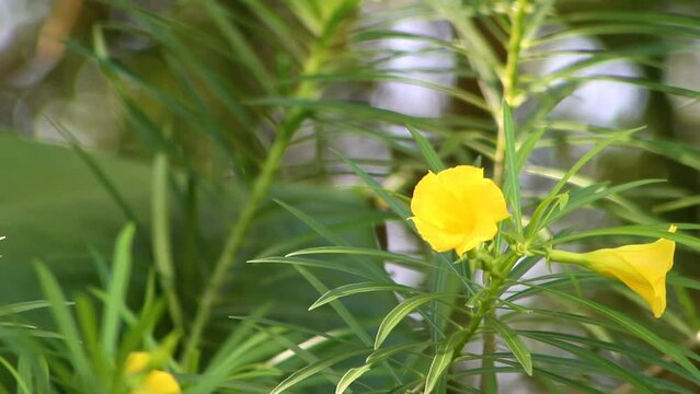 Footage of Yellow Oleander Flowers With blurred background. Suitable for video footage of reviews of medicinal plants or ornamental plants in the surrounding environment