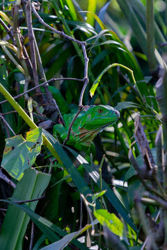 Green iguana in Costa Rica.