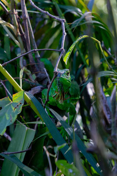 Green iguana in Costa Rica.