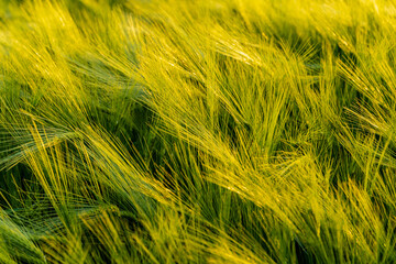 Huge field of ears of winter wheat in windy weather. Ears of wheat close-up. Beautiful spring landscape at sunset. Nature concept for design. Selective focus.