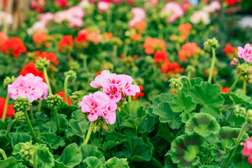 Blooming geranium various colors in plant pots in the garden center. Ideas for gardening and...