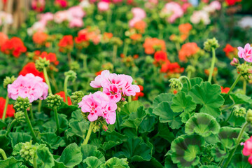 Fototapeta premium Blooming geranium various colors in plant pots in the garden center. Ideas for gardening and planting in a new season. Selective focus.
