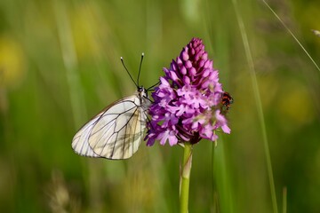 Le papillon et l'orchidée sauvage