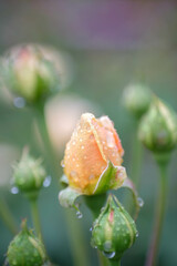 薔薇の蕾