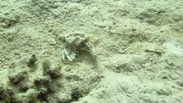 The walking fish (searobin gurnard)